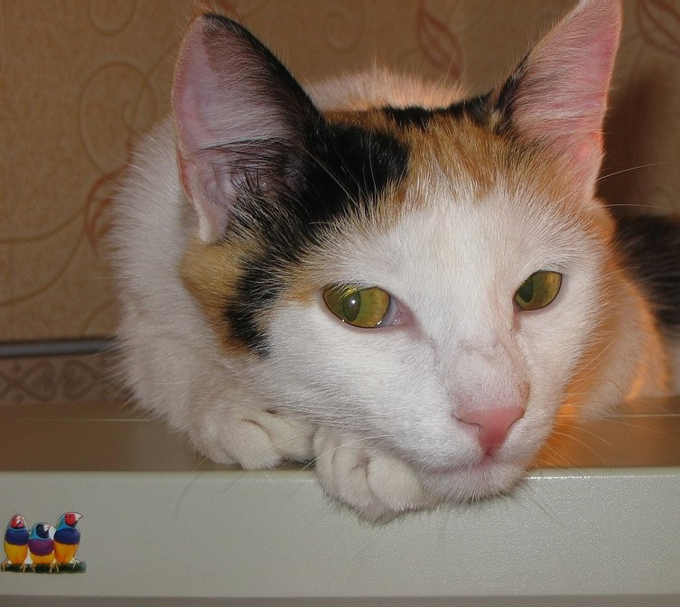 Кошка и птички 