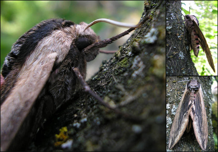 Бабочка бабочка