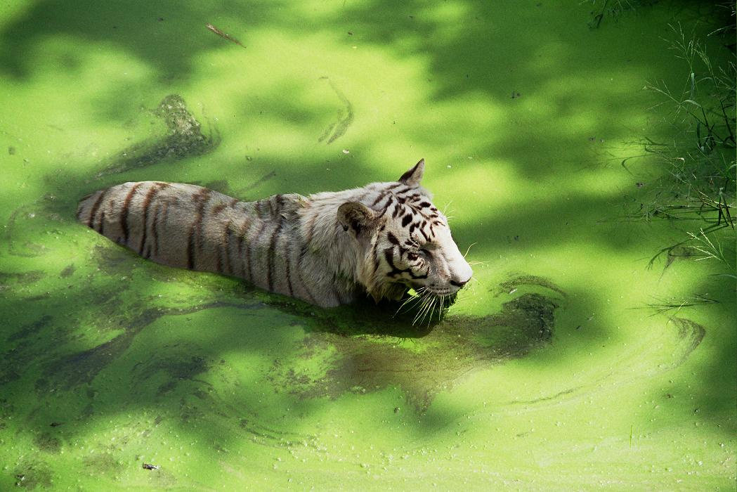 the hunter in water white tiger green water india