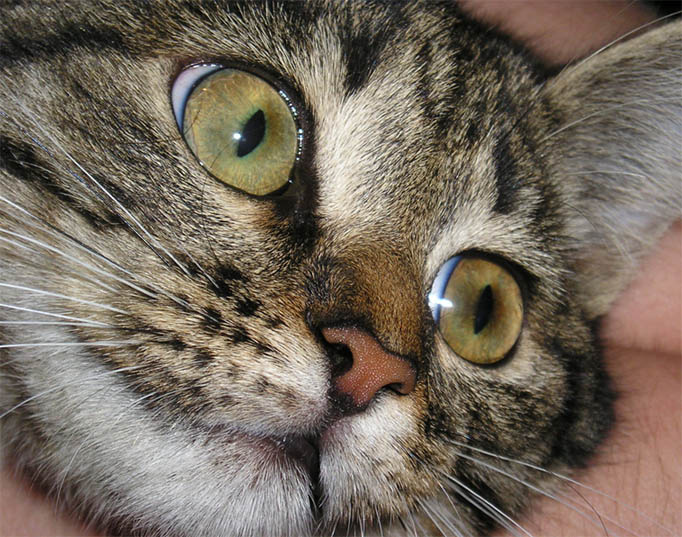 Катерина кошка кот глаза