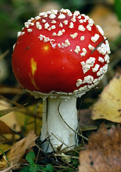 red hat мухомор гриб