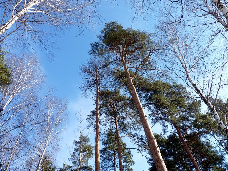 Вечнозеленые. 