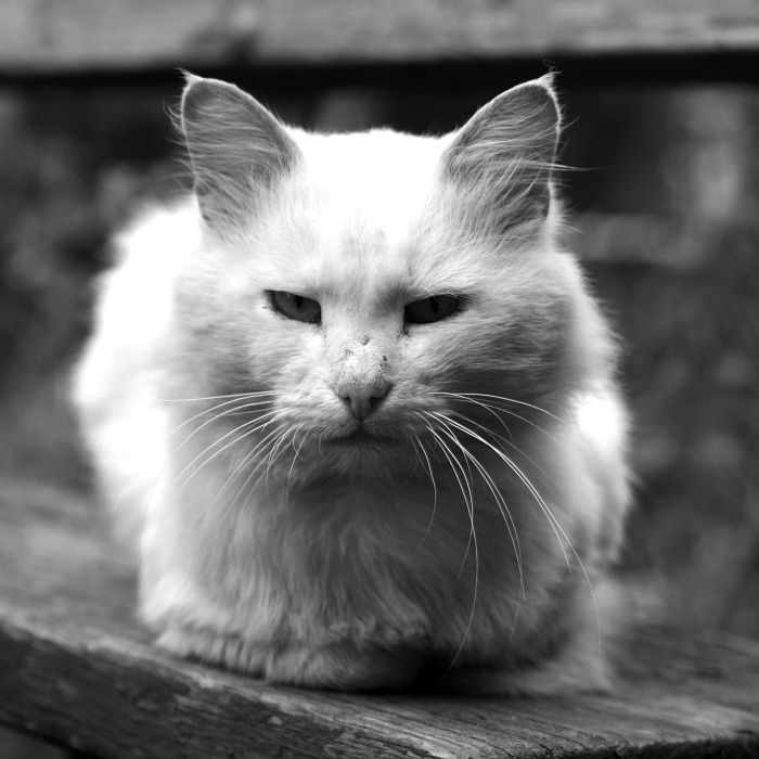 философ кот