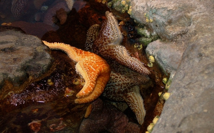 морские звезды сан франциско пирс39 aquarium bay