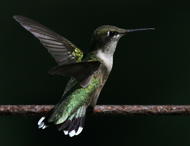 Ну как я позирую? птица, колибри, hummingbird, Texas