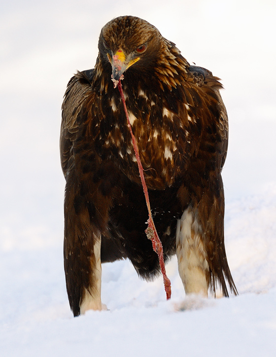 жвачка Golden Eagle