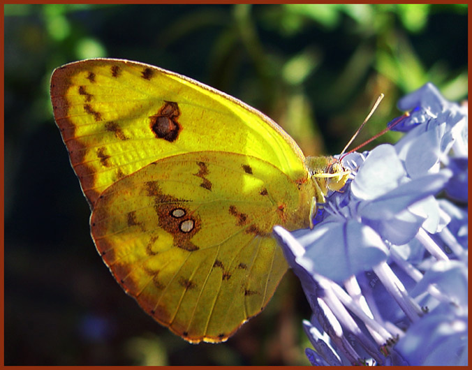 С головой желтушка sulphur butterfly Phoebis philea (?)