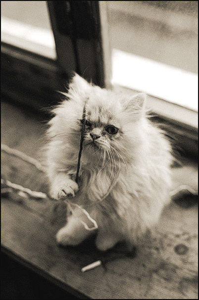 Angry one 