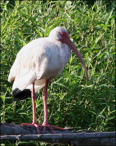 Белый ибис птица, белый ибис, Техас, white ibis Texas