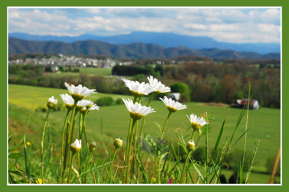 Daisies ромашки