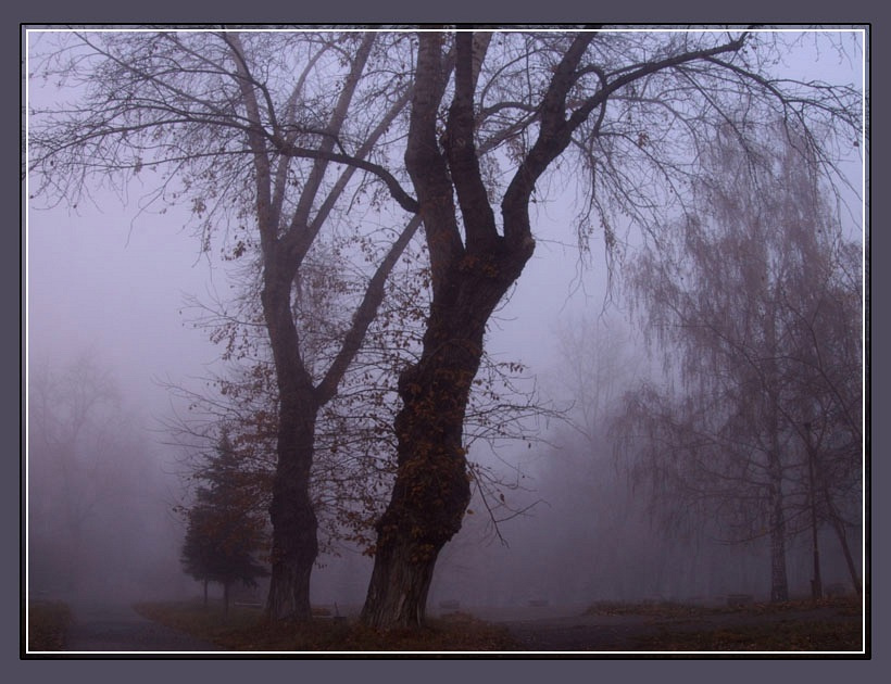 туман, не поверишь, что утро... утро, городской сад, туман, сыро и холодно... бррр...
