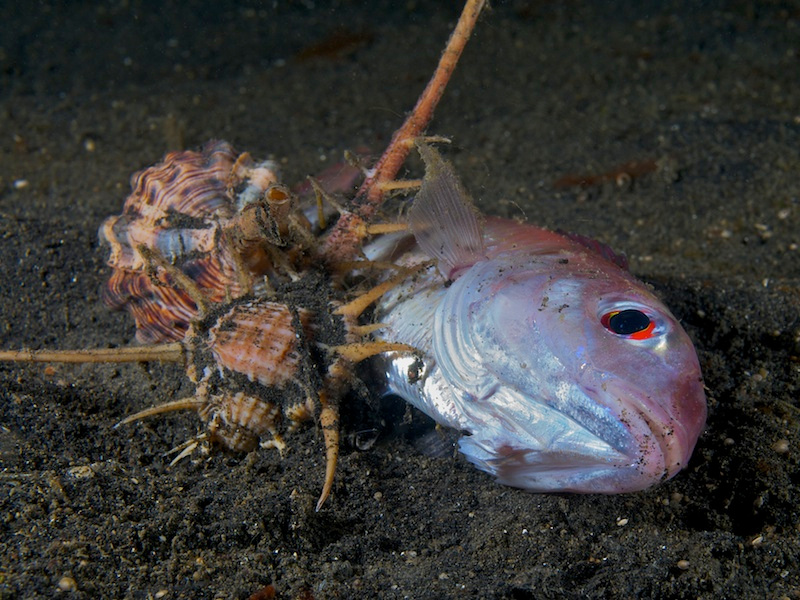 lembeh02 