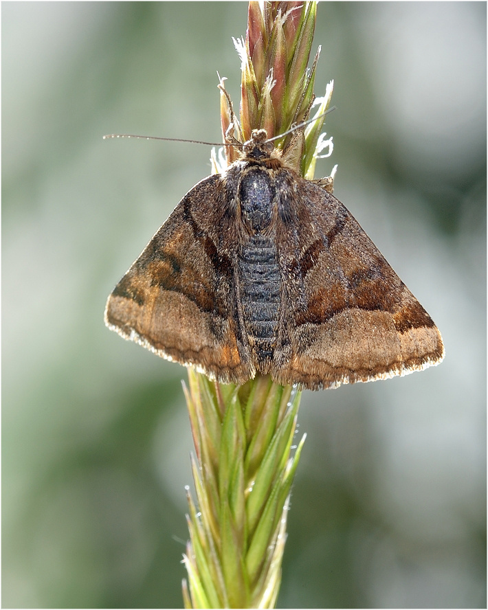 Abrostola triplasia - Совка крапивная бурая 