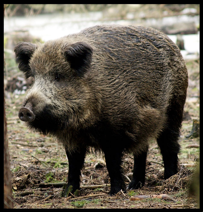 Кабан (Sus scrofa) Кабан Sus scrofa