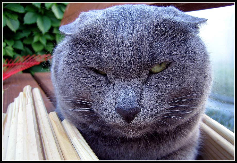 Никуда не уйду, я совсем не мешаю... кошка