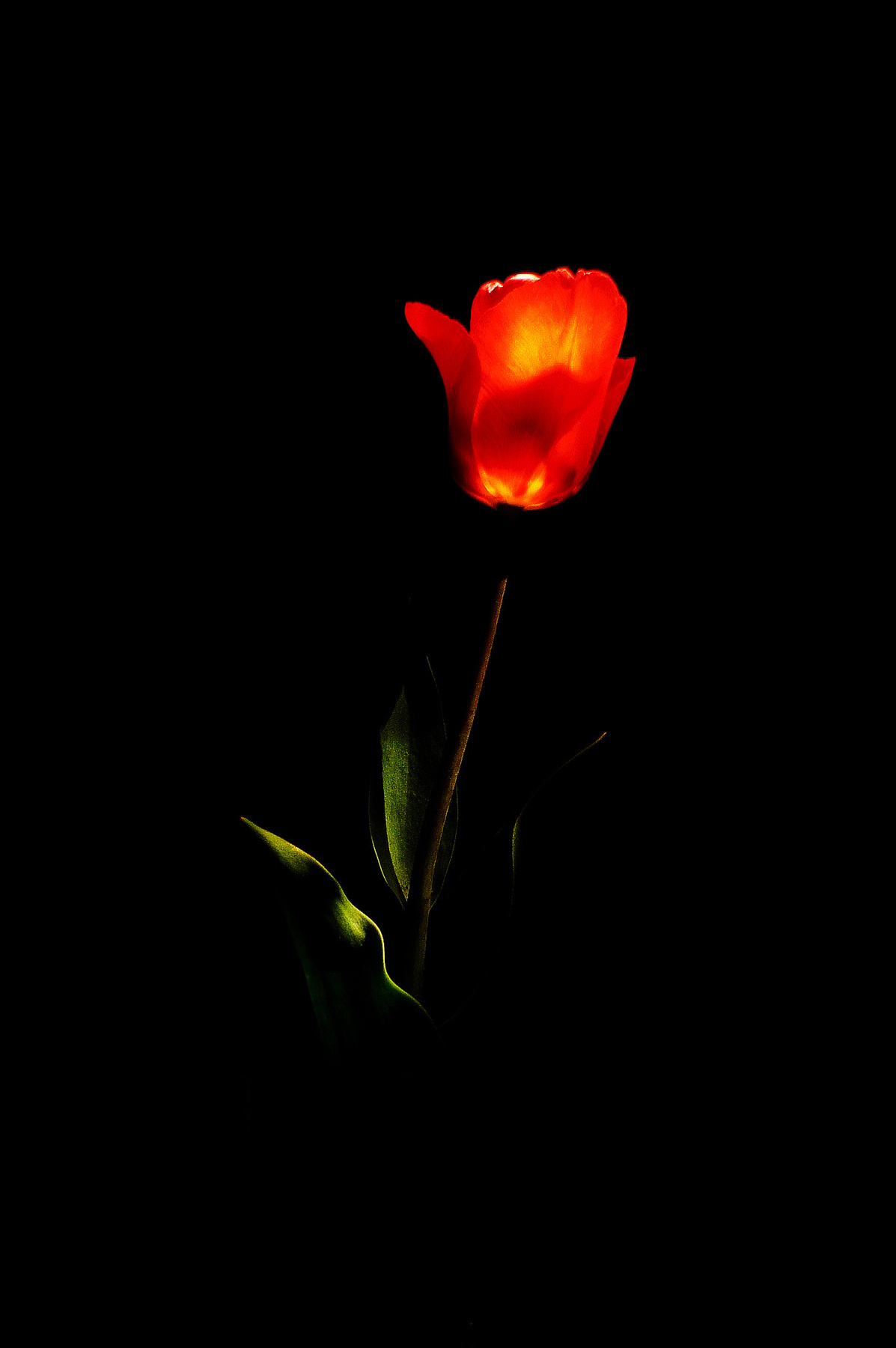 ...tulip... BPAAPB, Sony NEX, flowers, цветы, tulip, тюльпан