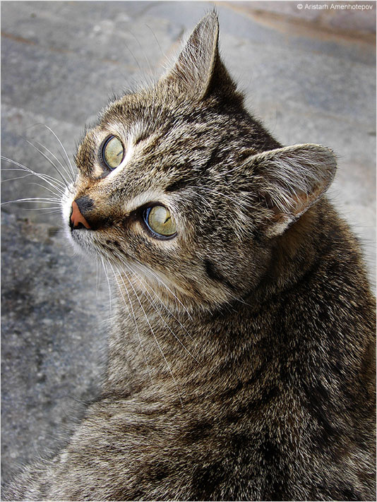 Манька Лиза кошка