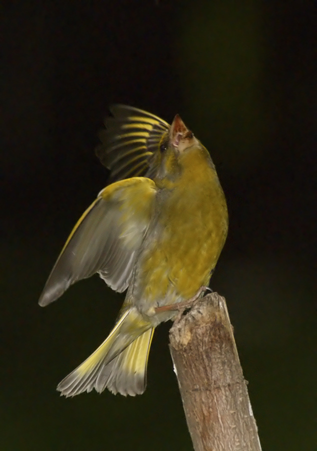Памятник погибшим в полете зеленушка, Greenfinch, Chloris, Памятник погибшим в полете