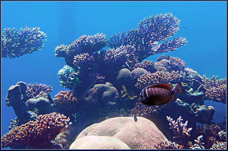 Красное море Море Красное