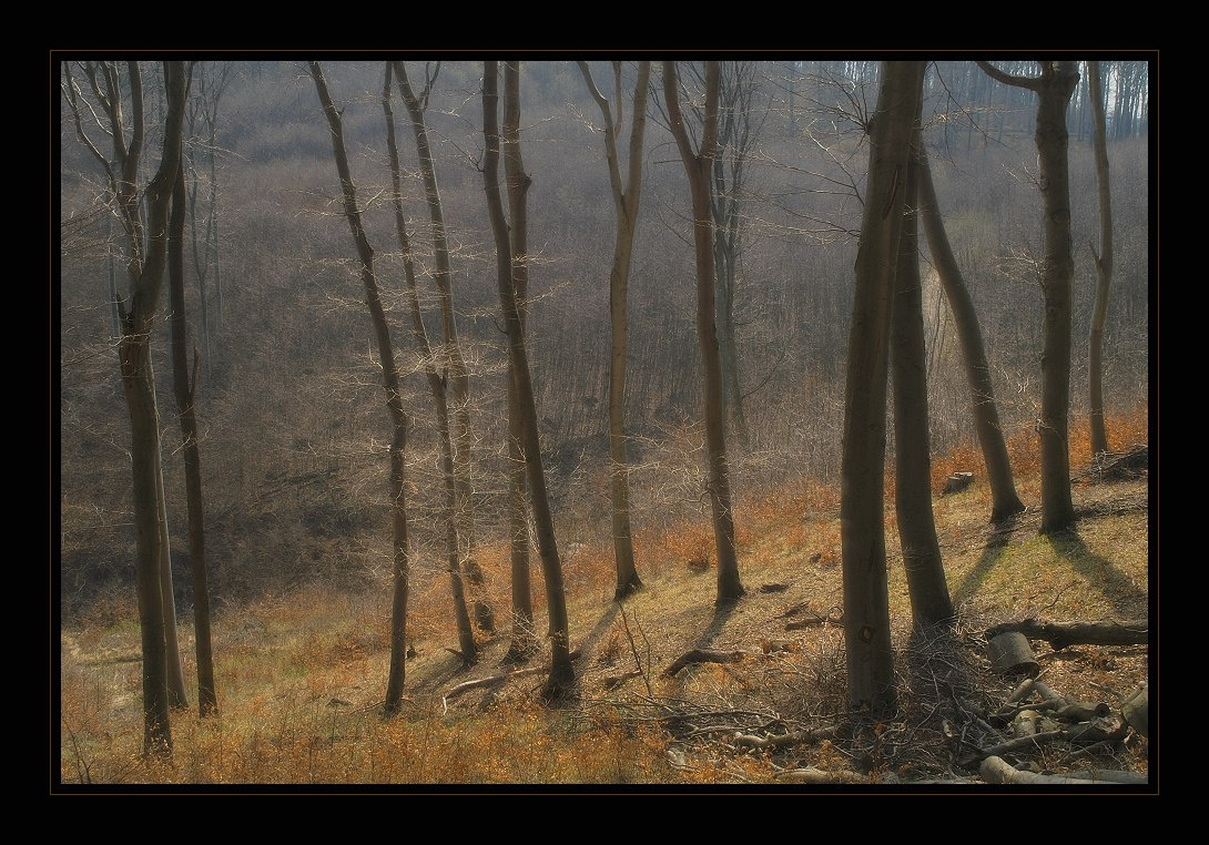 Полдень в Венском Лесу венский лес весна wienerwald kahlenberg свет