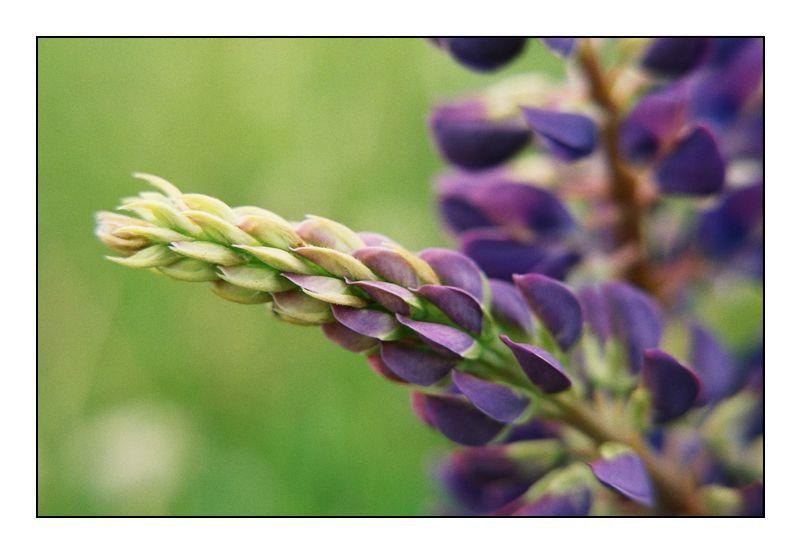 Lupinus perennis 