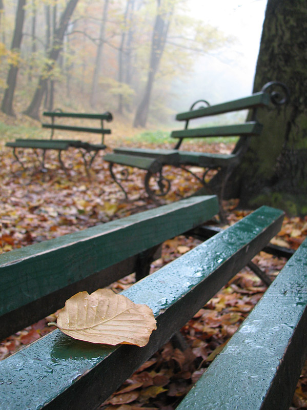 fall осень скамейка листик туман nostalgie