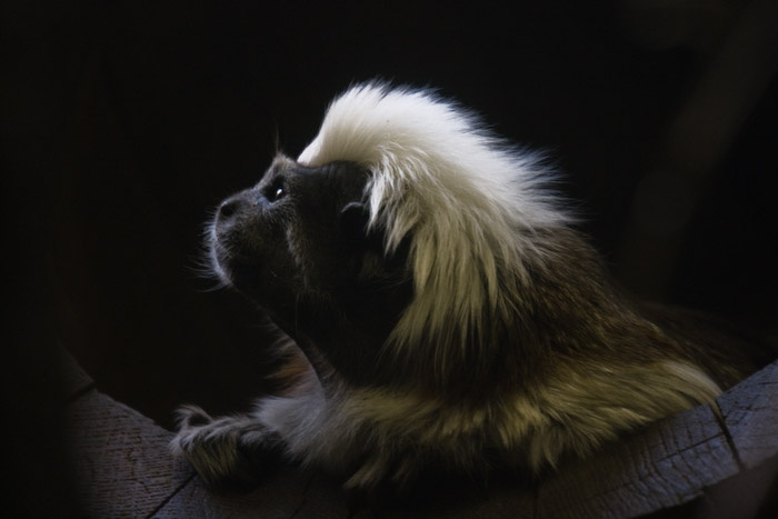 Saguinus oedipus » жизнь в неволе II длиннохвостая обезьяна Saguinus oedipus Tamarin зоопарк Берлин портрет