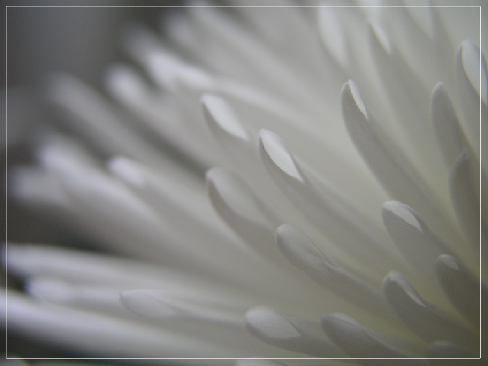 flowers bloom 