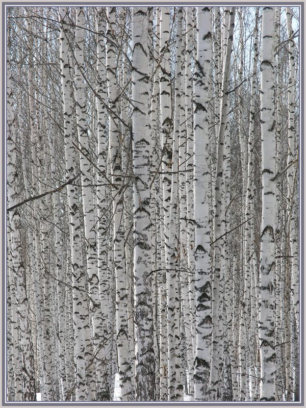 Patternus patriae березы
