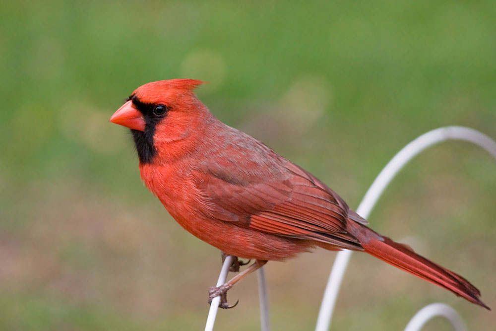 Кардинал northern cardinal