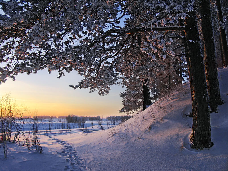 *** дерево зима закат