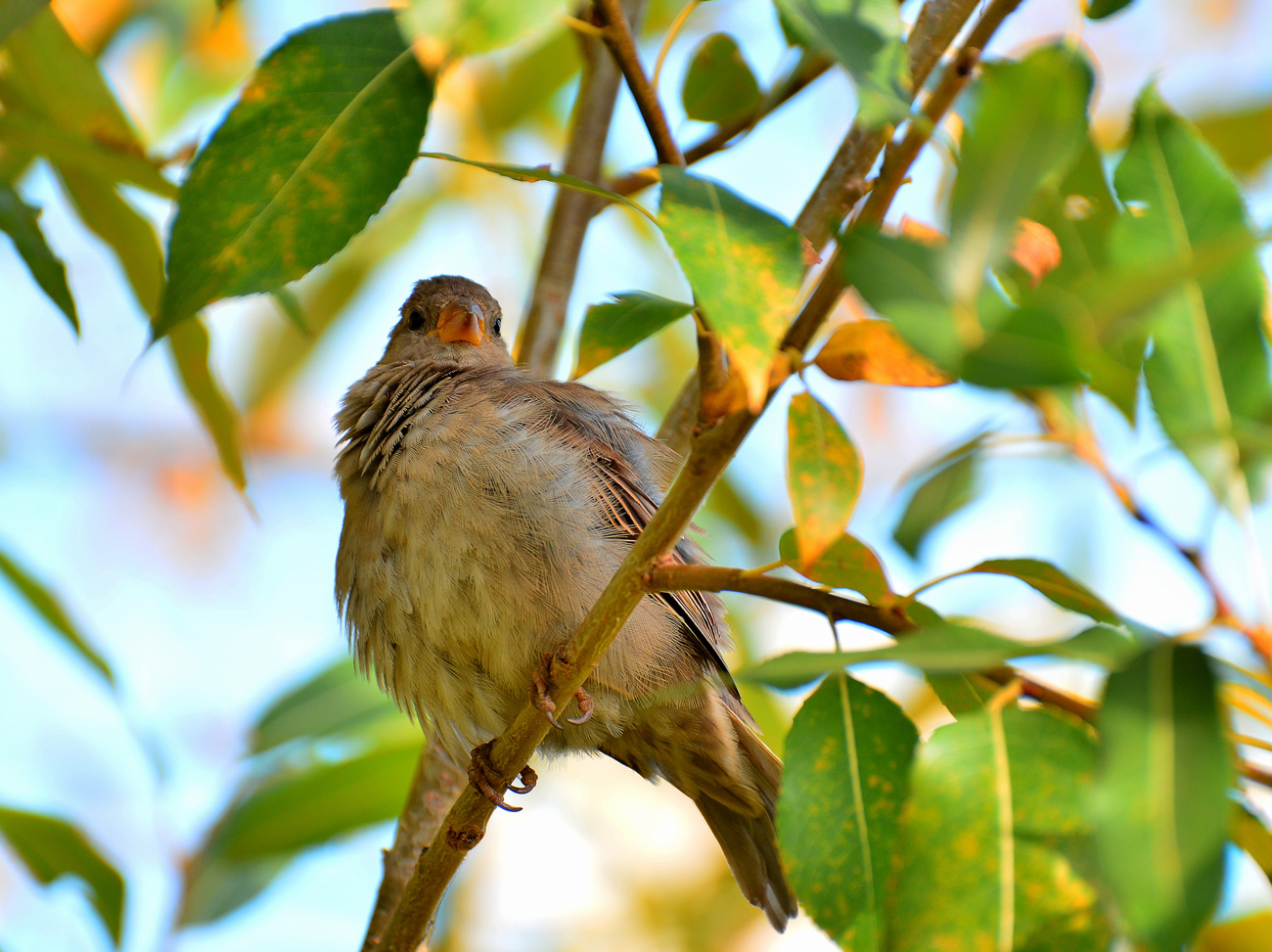*** 