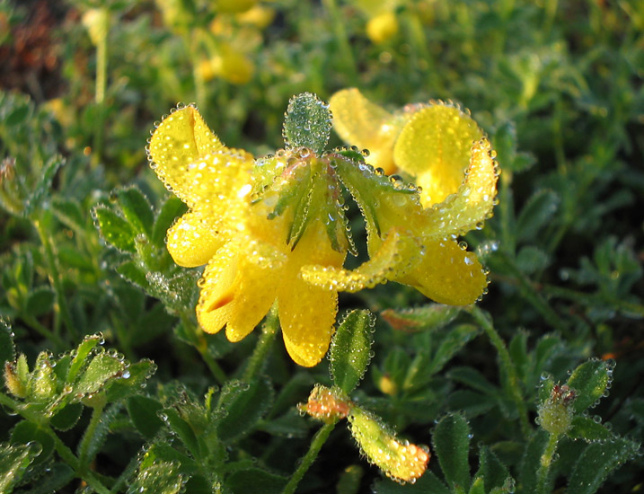 Жажда.. роса капли цветы flowers drew drops