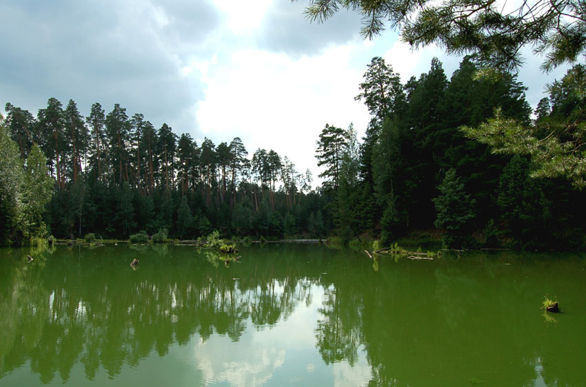 green зеленое озеро сосновый лес