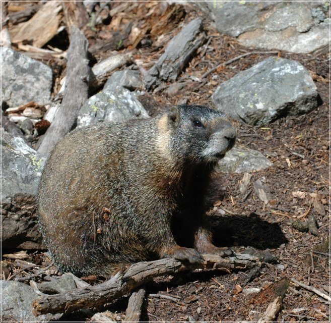 Alina Kelman: Marmot marmot сурок