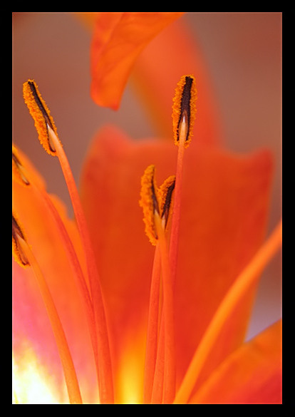 Burn of Flower лилия лепестки пламени