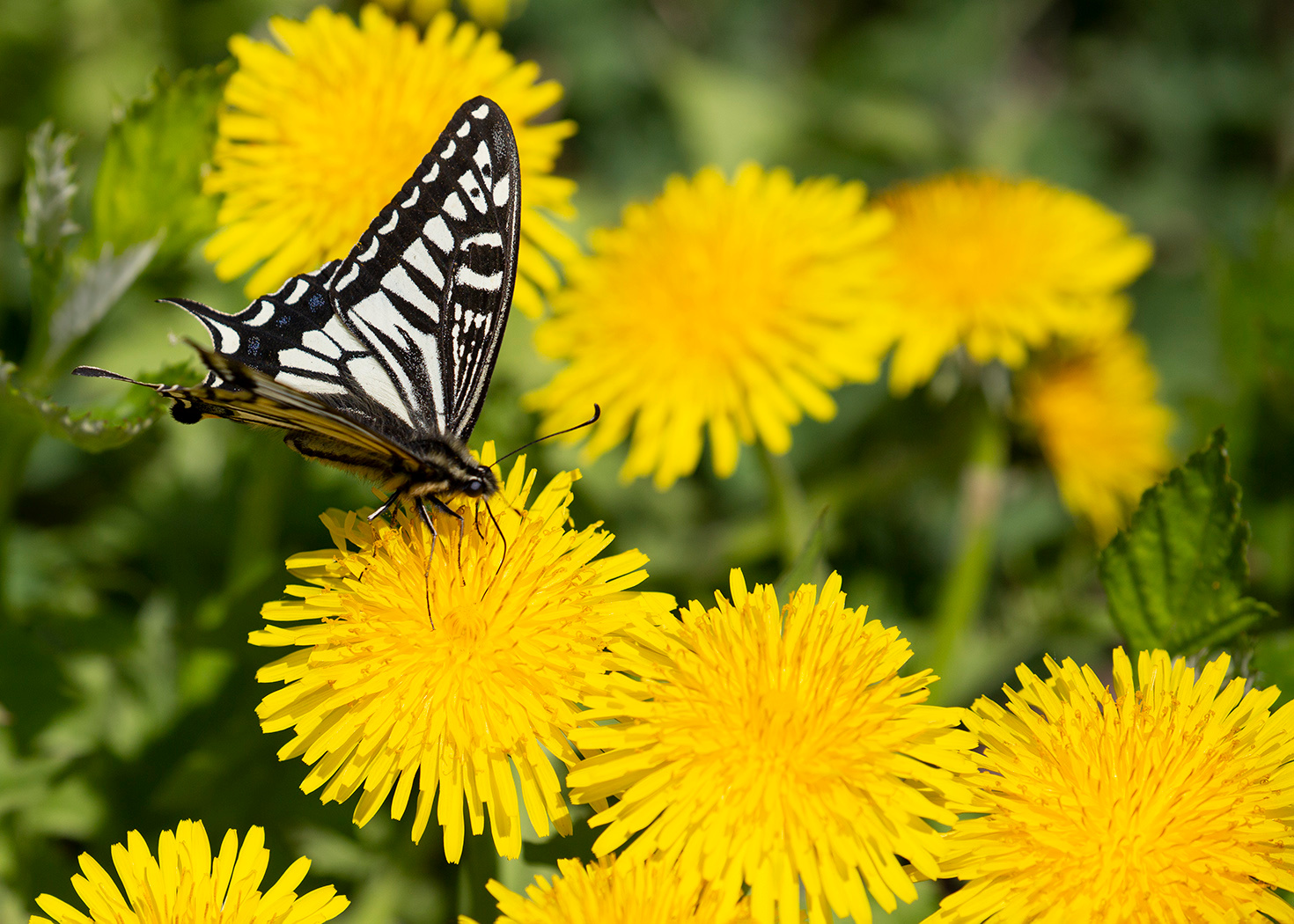 На одуванчиках парусник ксут Papilio xuthus остров Русский май