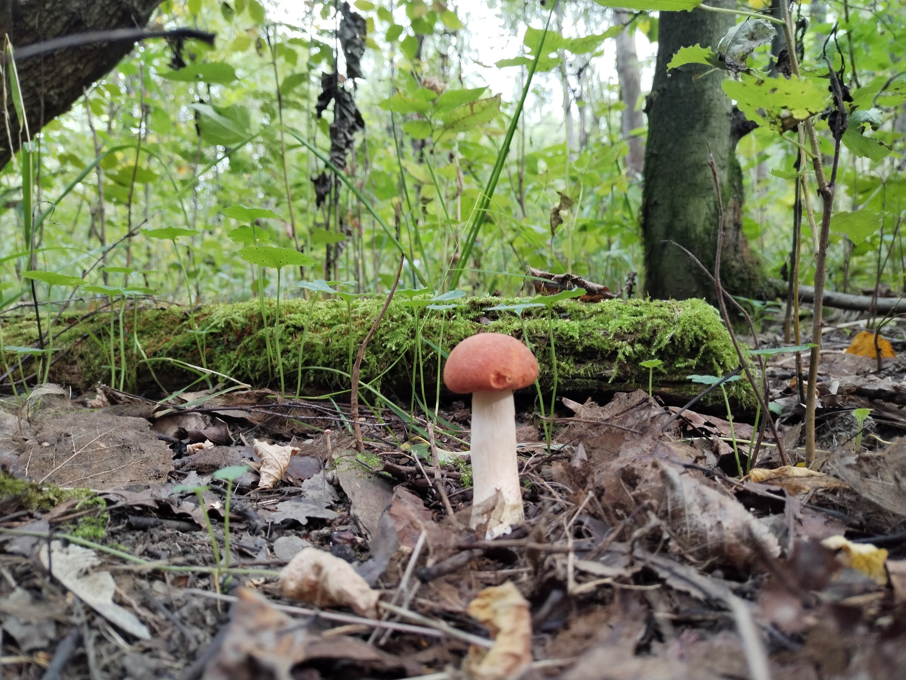 Подосиновик) 