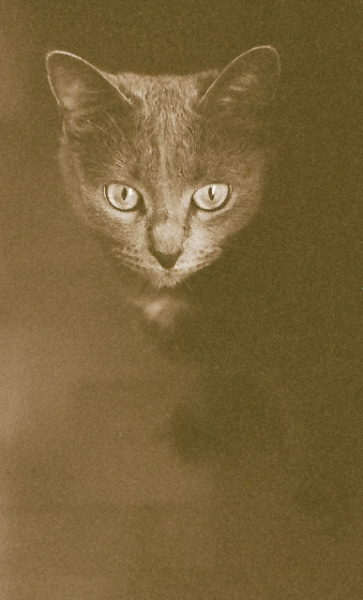 Взгляд кошки кошка животные
