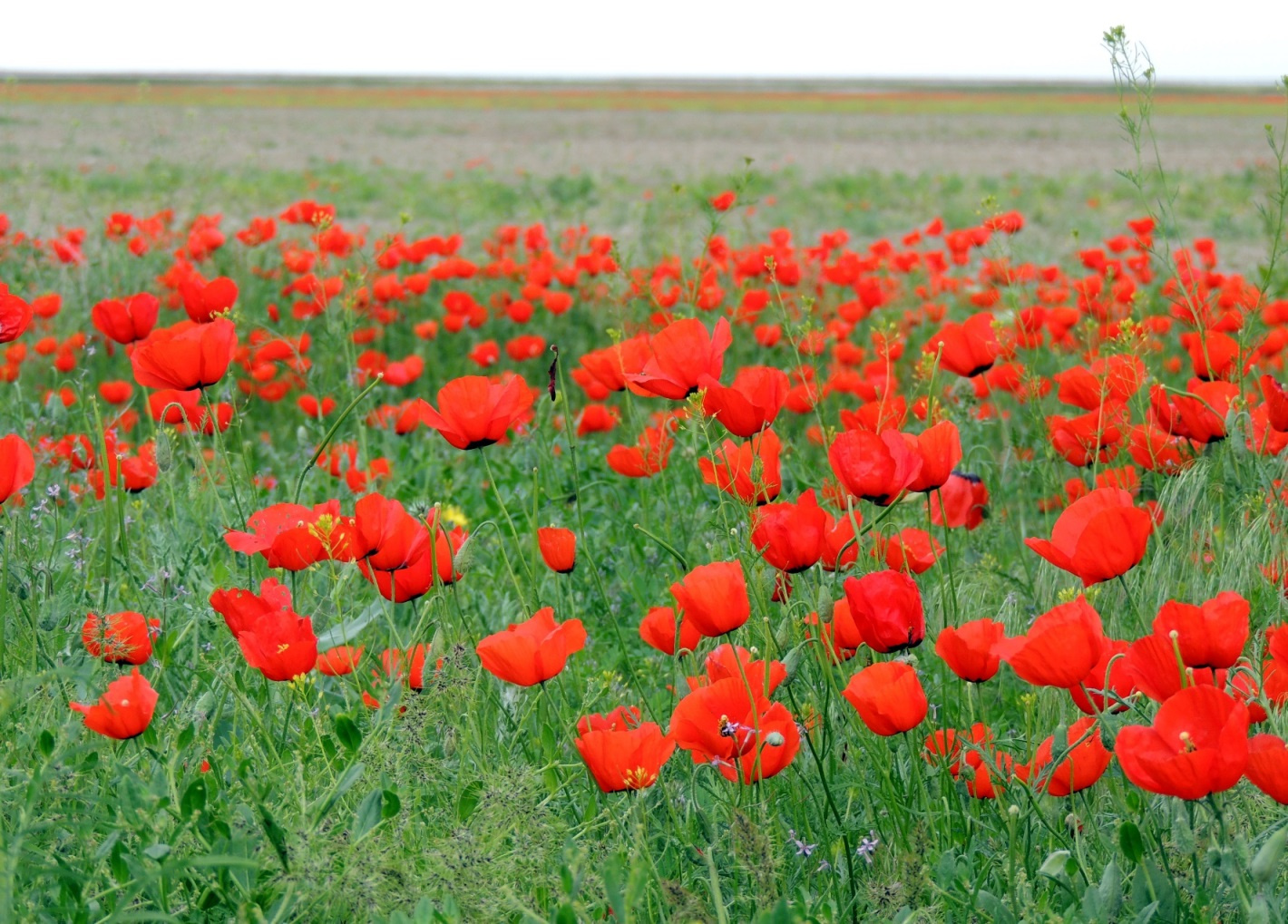 Цветущий мак (blooming poppy) 