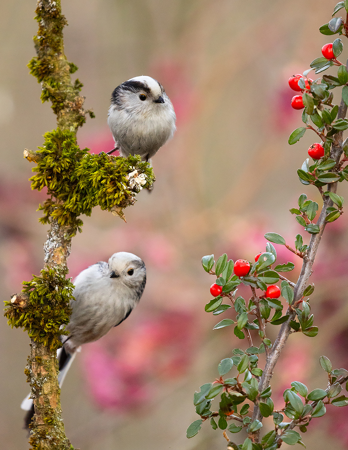 Long-tailed Ti 
