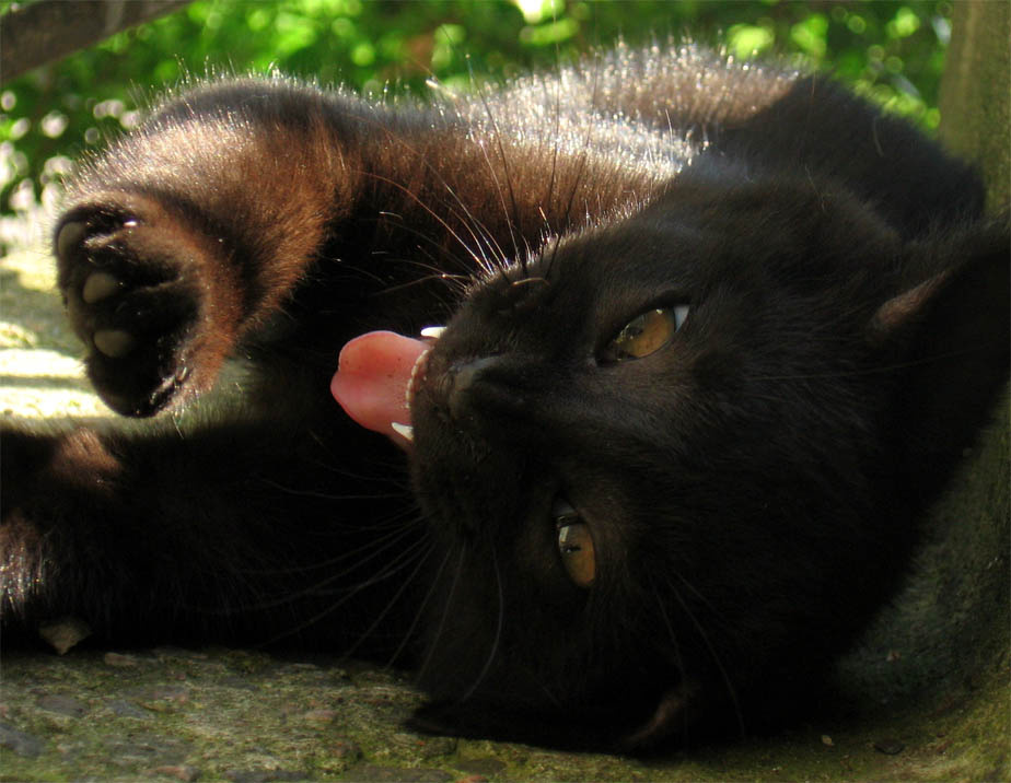котёночек. котёнок язык