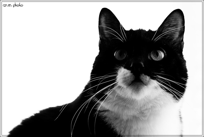 whos gotta know about cats feelings? cat, b\\w