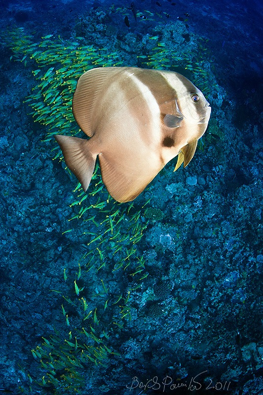 Platax teira Maldivian Batfish Platax teira Maldives Мальдивы платакс anion