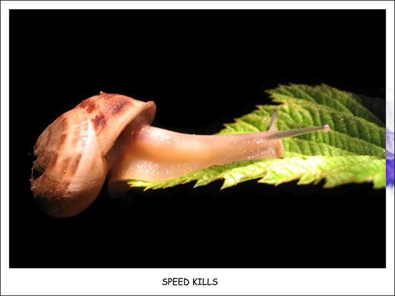 speed kills улитка