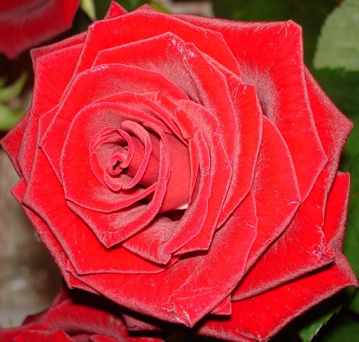 Roza 