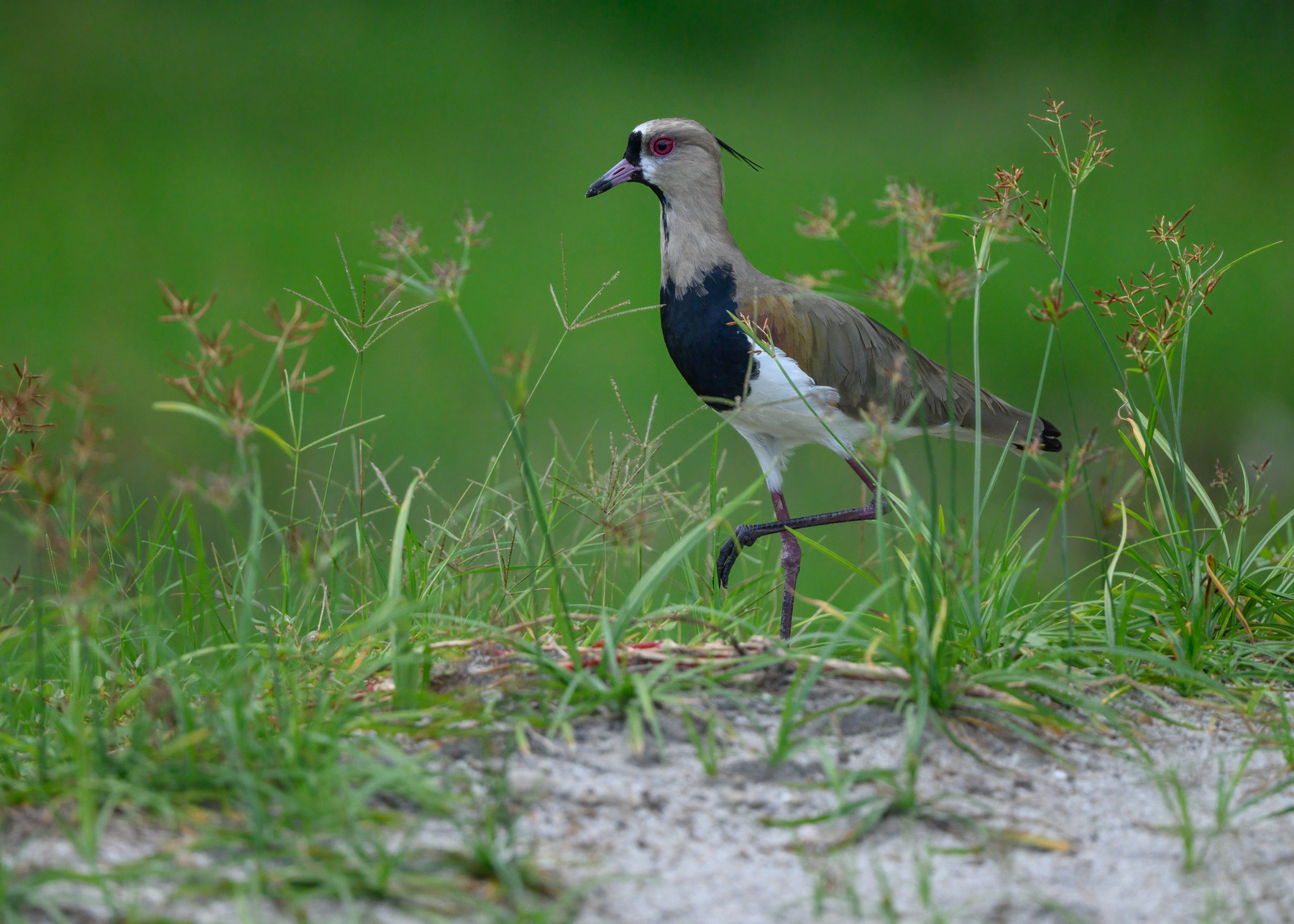 Southern Lapwing 
