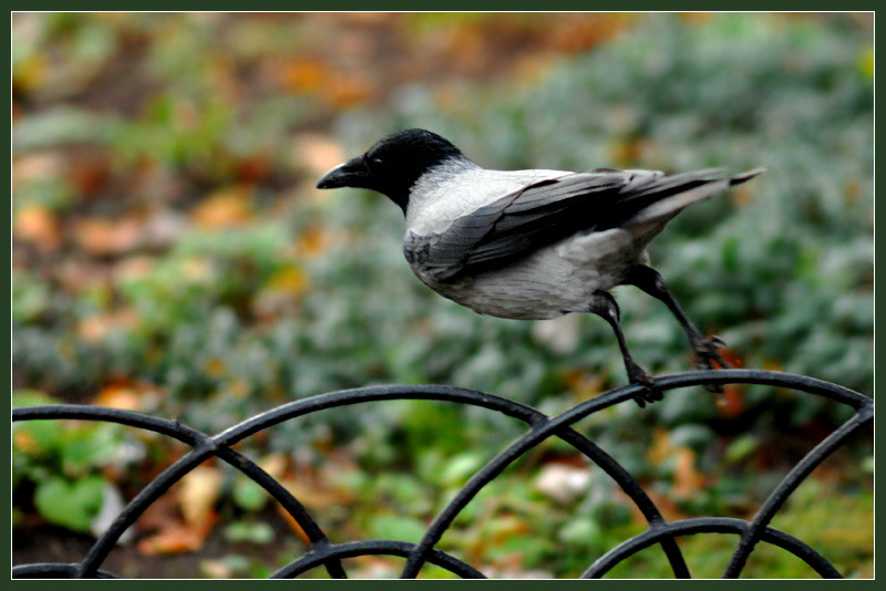 Точка отрыва серая ворона Corvus cornix