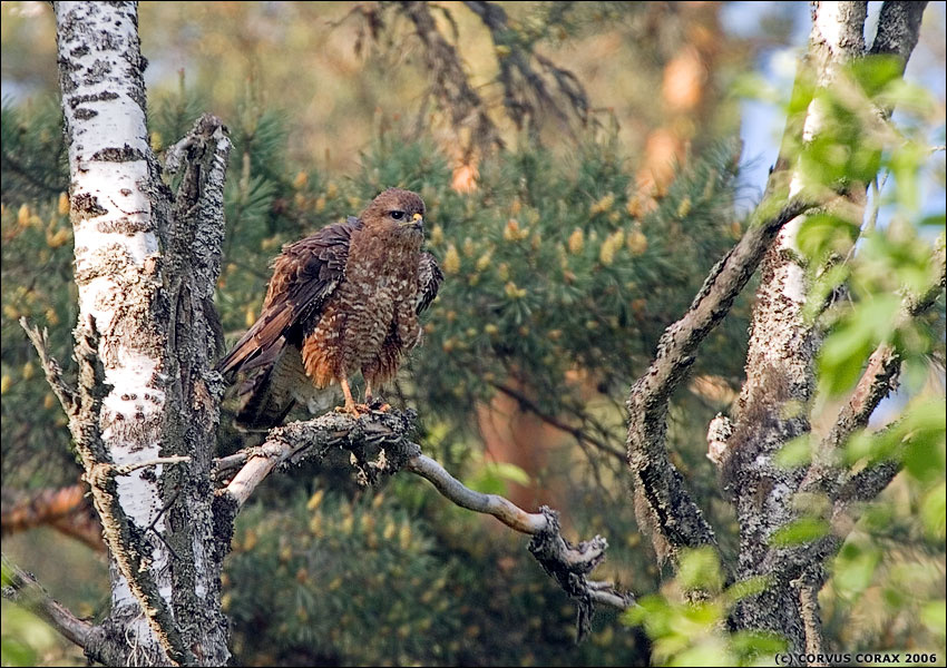Шишечка :) Канюк Buteo buteo