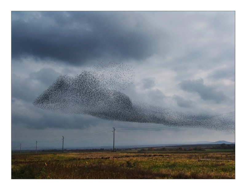 flight birds 